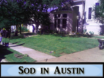 Sod Grass in Austin